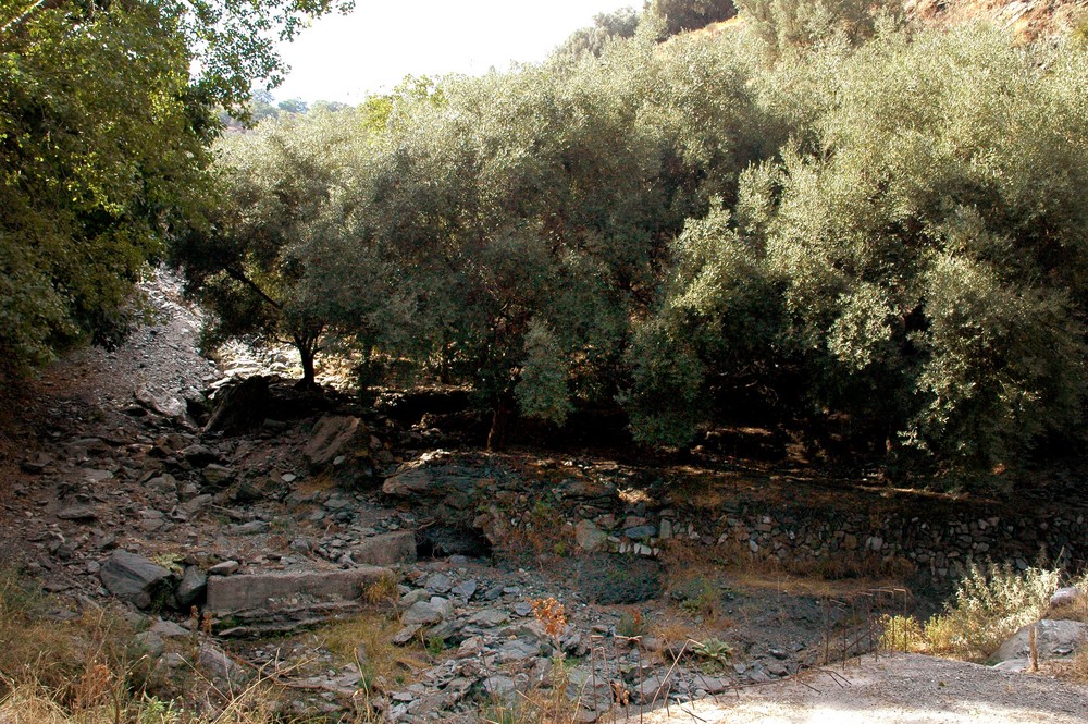 Paesaggio con ulivi in Sicilia