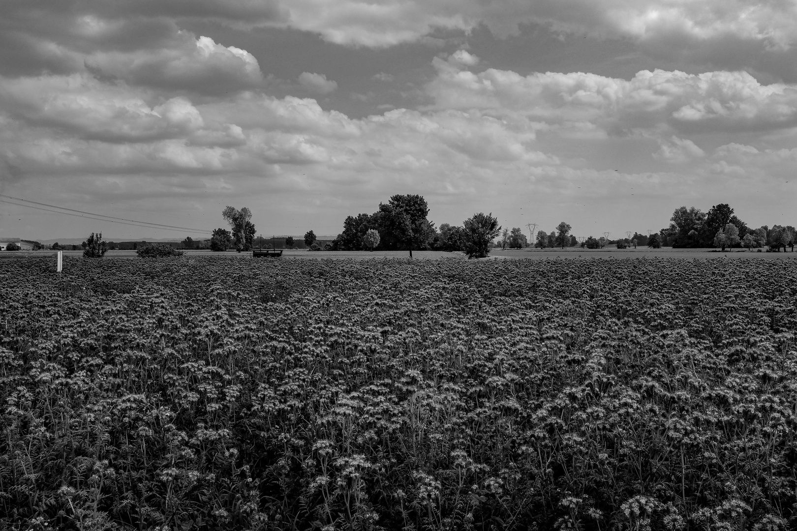 Paesaggio Cuneese