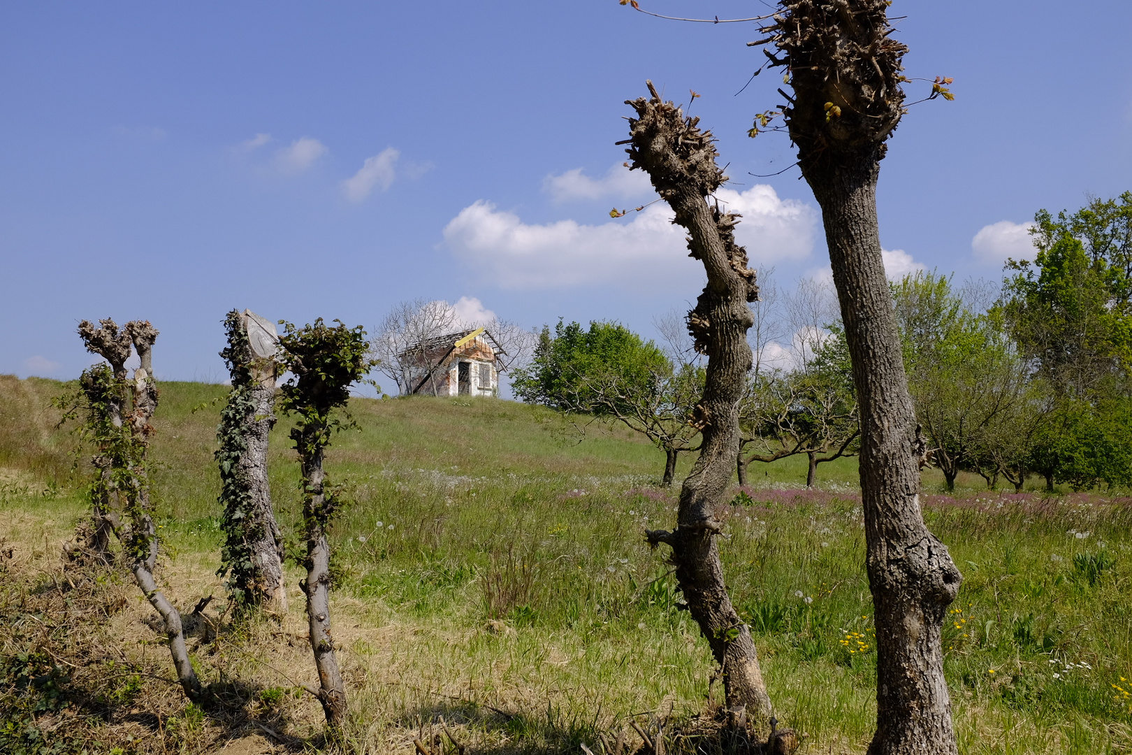 Paesaggio  del Roero