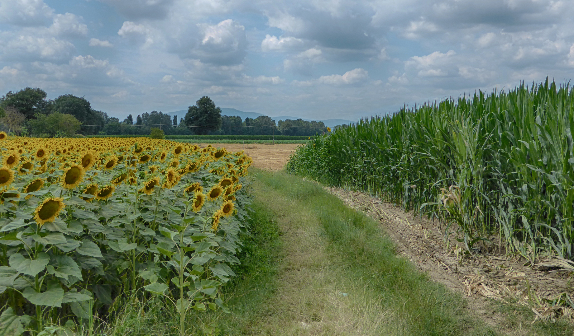 ..paesaggio d'estate...