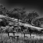 Paesaggio estivo in campagna