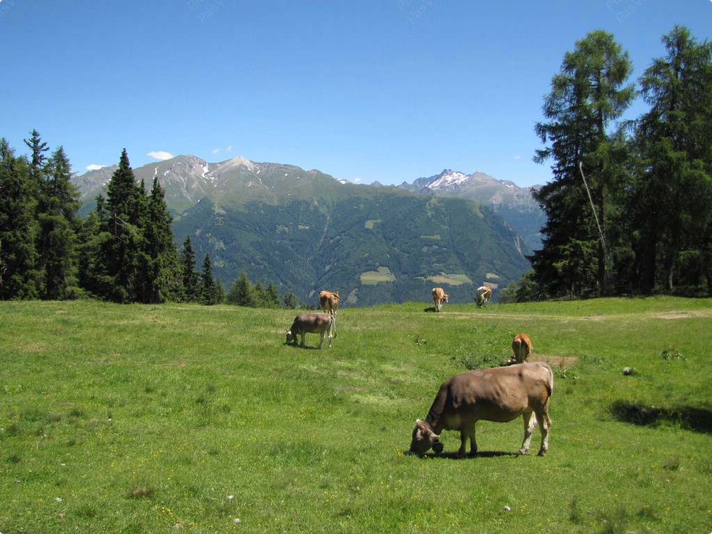 Paesaggio montano con mucche.