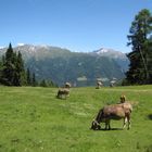 Paesaggio montano con mucche.