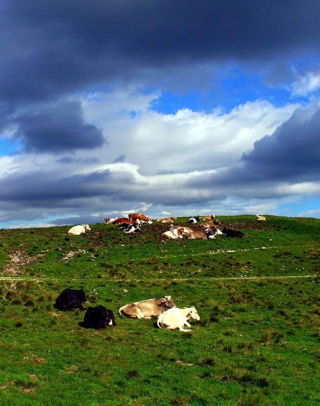 Paesaggio montano con mucche.