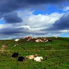 Paesaggio montano con mucche.