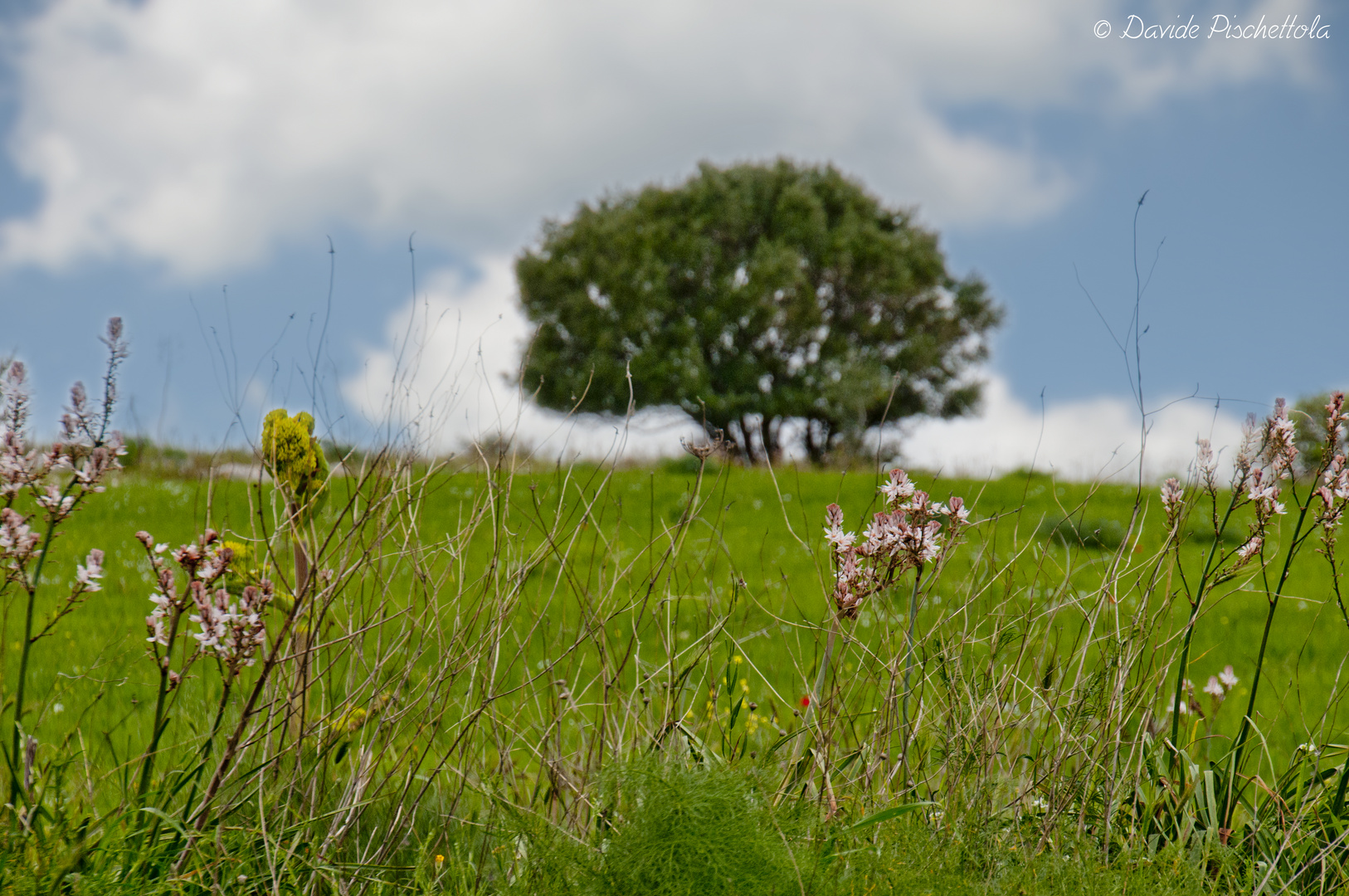 Paesaggio Murgiano