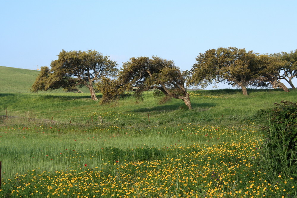 Paesaggio primaverile