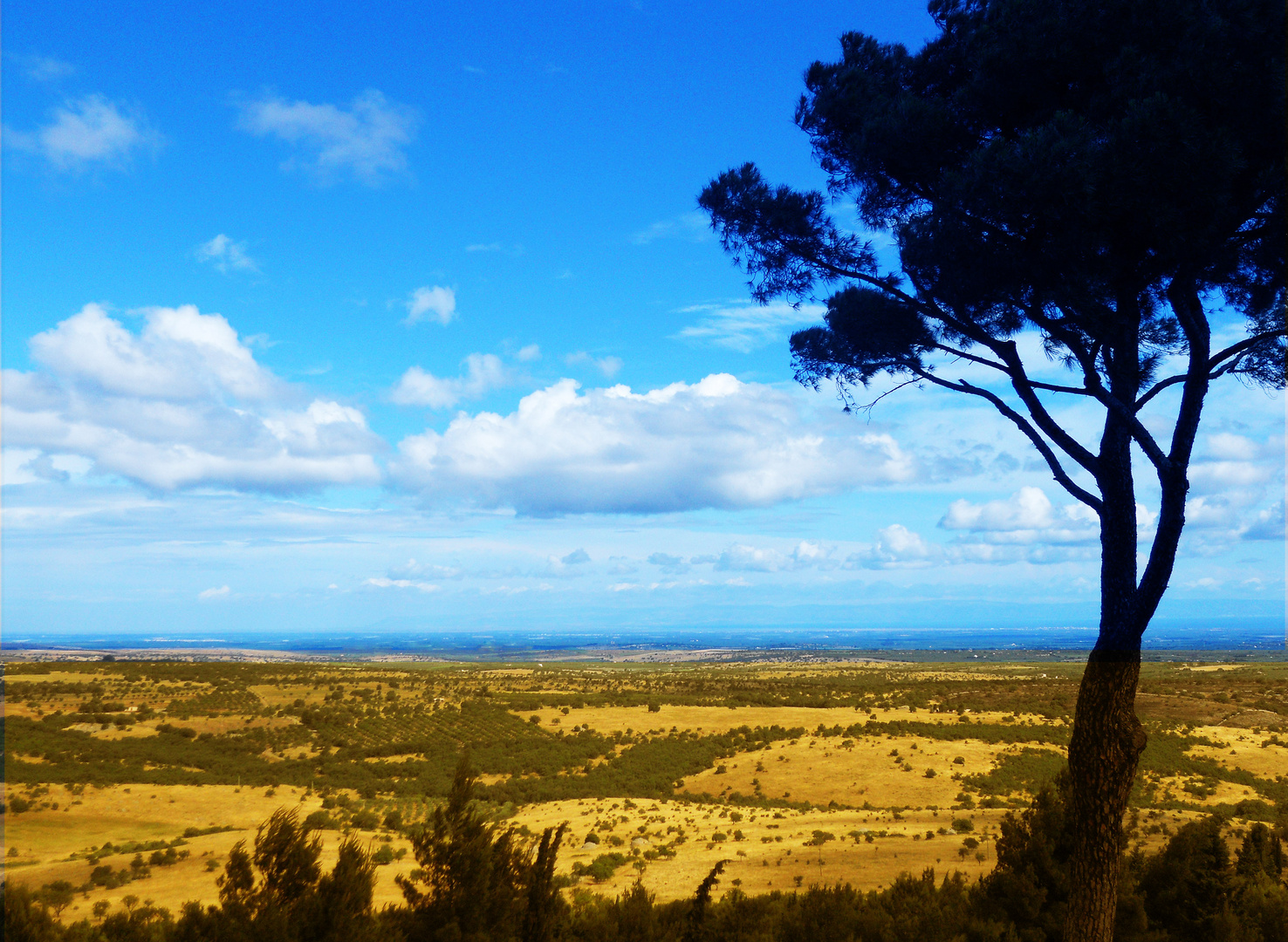 Paesaggio Pugliese