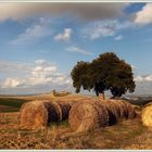 Paesaggio Senese Toscana © 2017-10-12 152 (101)         Strada Provinciale di Grotti