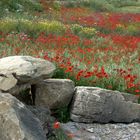 Paesaggio Siciliano