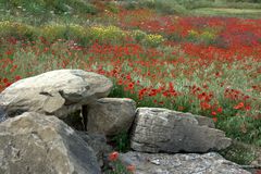 Paesaggio Siciliano