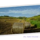 Paesaggio Siciliano ..