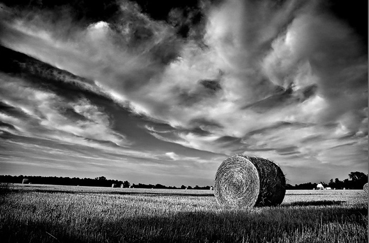 Paesaggio Toscano / 4