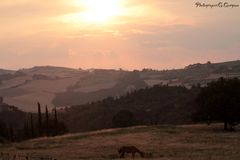 Paesaggio Toscano.