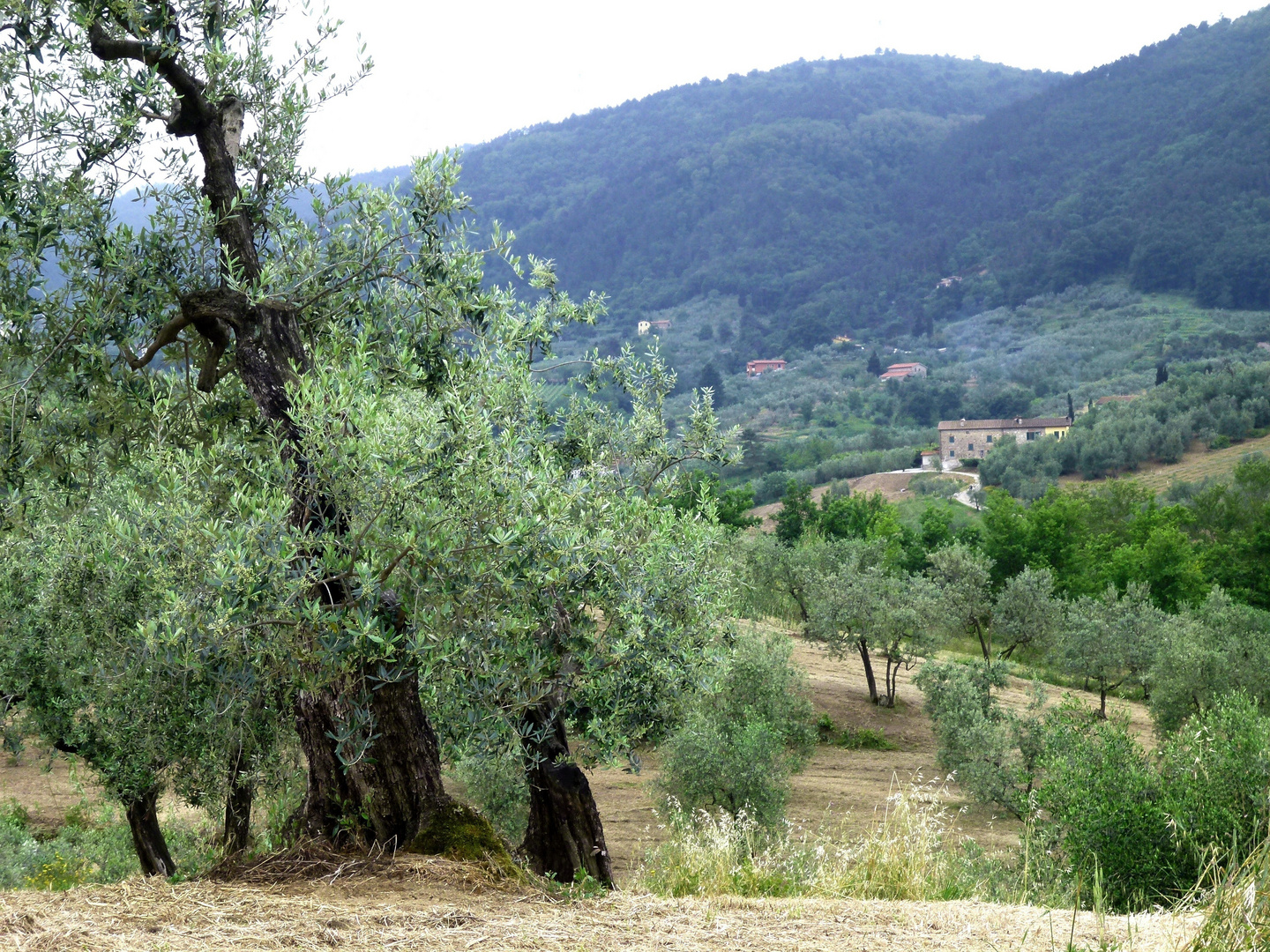 Paesaggio toscano. (Quarrata, Pistoia, Giugno 2013)