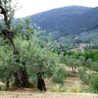 Paesaggio toscano. (Quarrata, Pistoia, Giugno 2013)