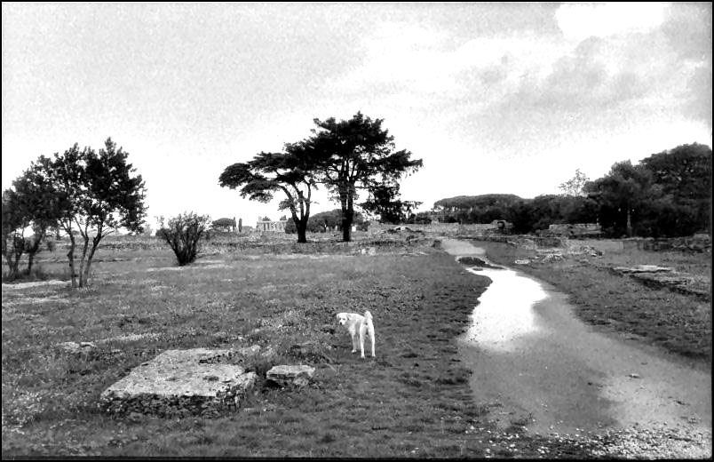 Paestum dopo il temporale  II