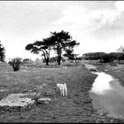 Paestum dopo il temporale  II