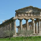 Paestum. Templo de Atenea, abril 2006