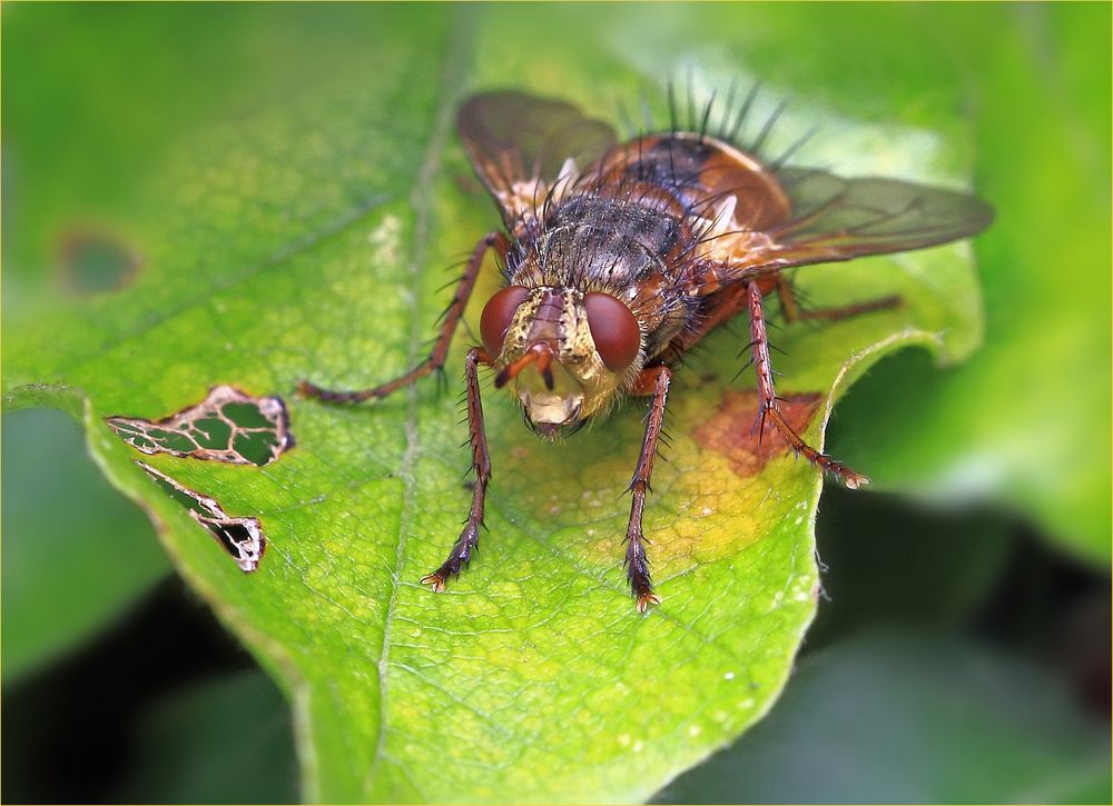 Päuschen Foto & Bild fauna, natur Bilder auf