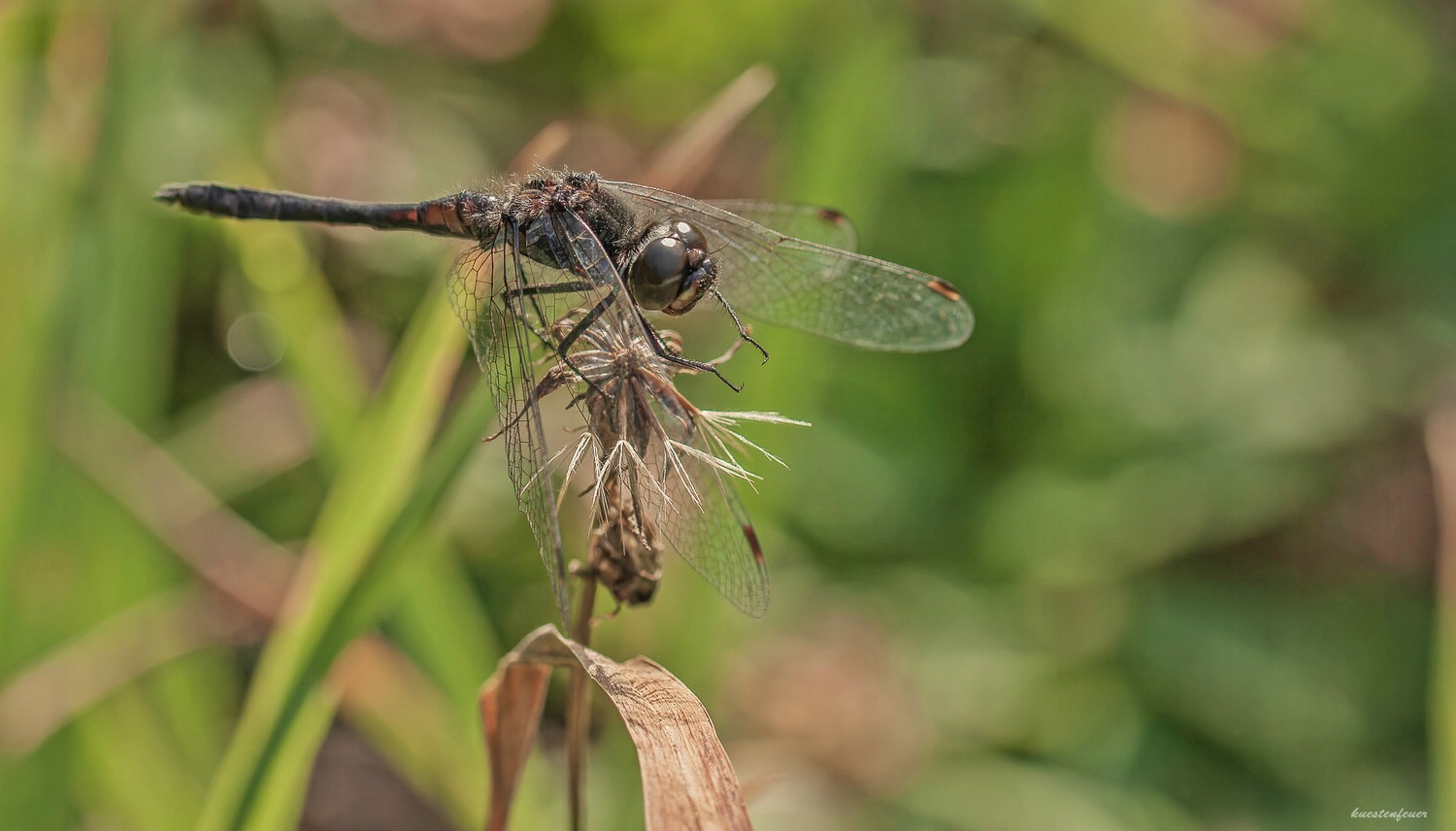 Päuschen..... Foto & Bild tiere, wildlife, libellen Bilder auf