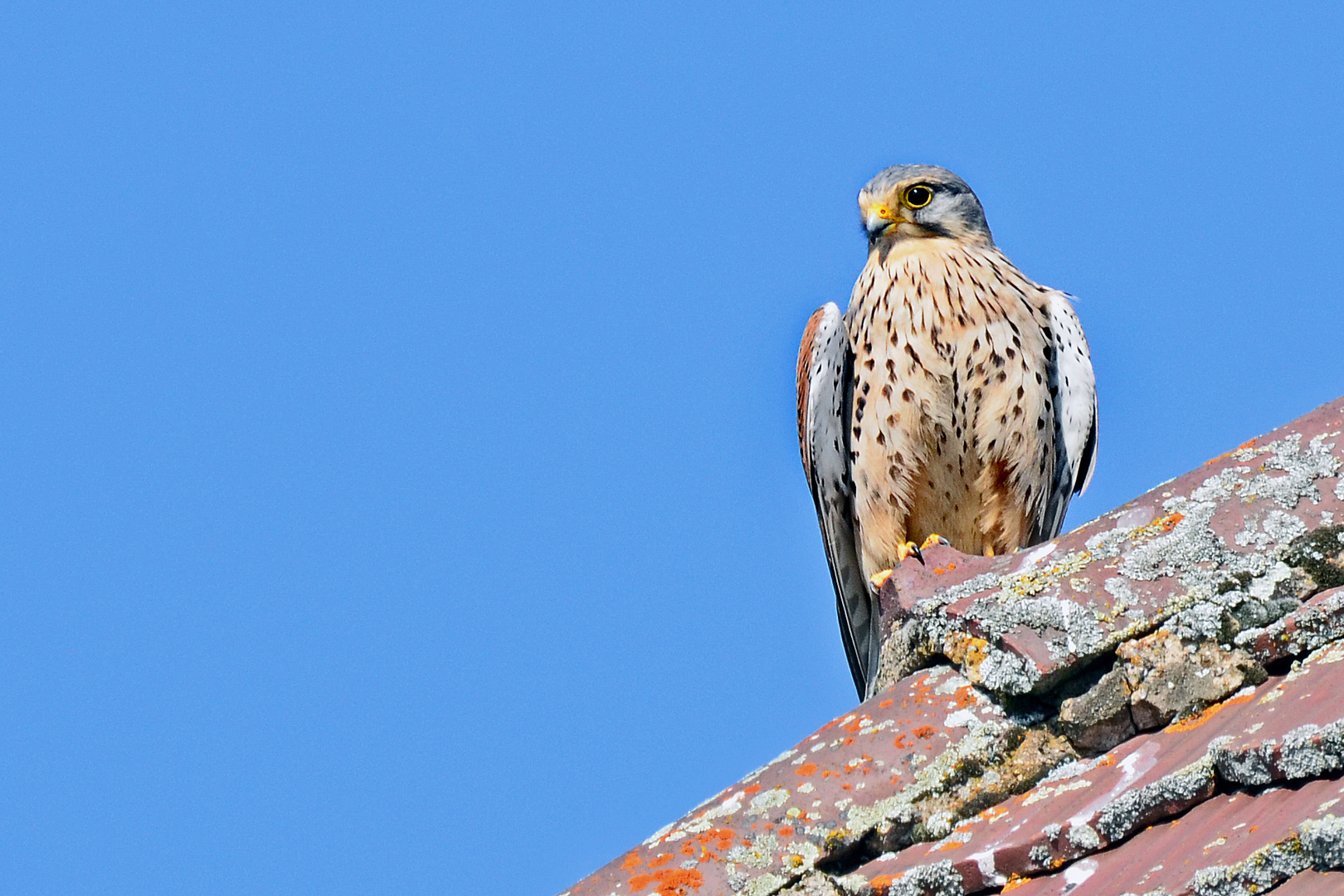 Päuschen Foto & Bild tiere, wildlife, wild lebende vögel Bilder auf