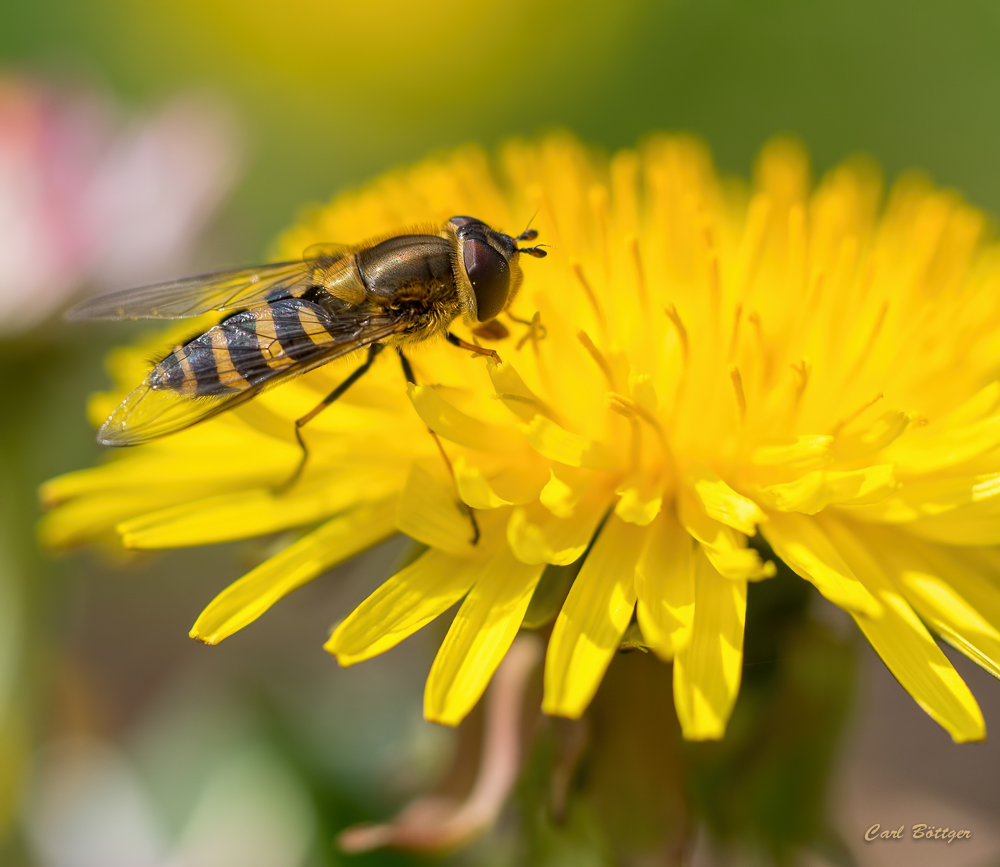 Päuschen - Gebänderte Buchenschwebfliege