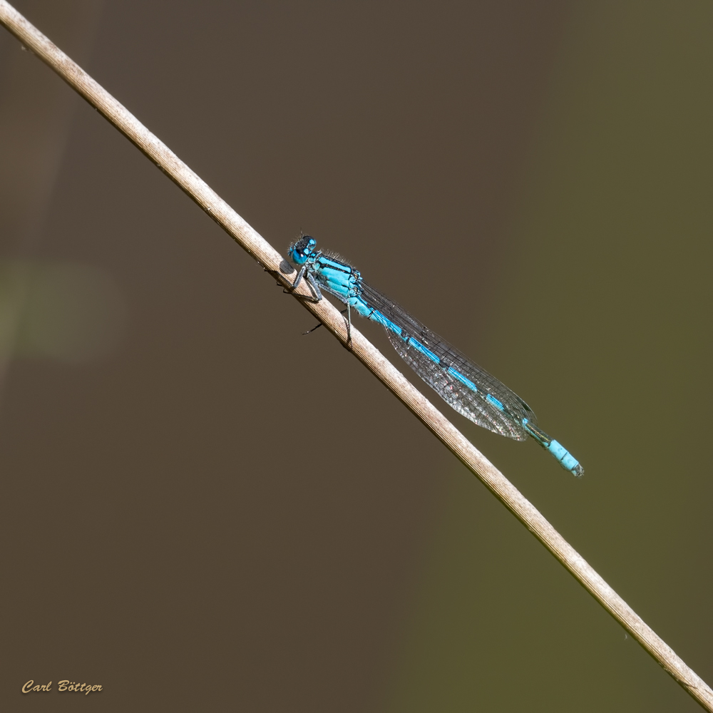 Päuschen - Gemeine Becherjungfer (Enallagma cyathigerum)