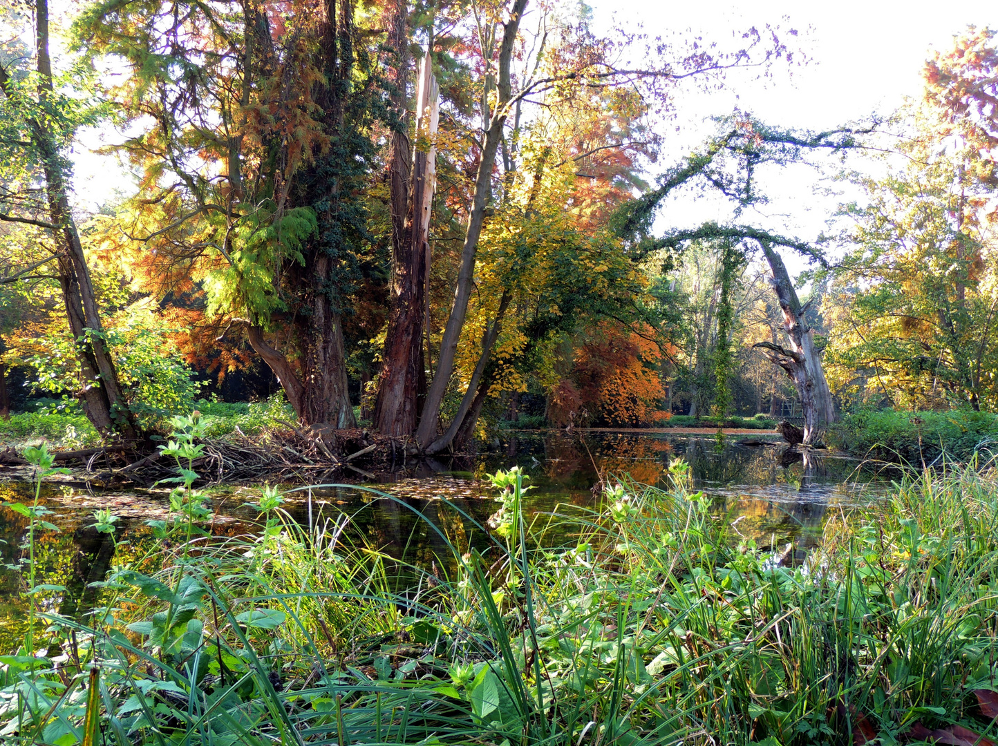 Paffendorfer Herbst I