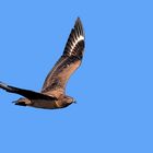 Págalo gránde - Stercorarius skua