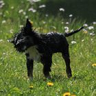 Page, daß erste mal im Weiher