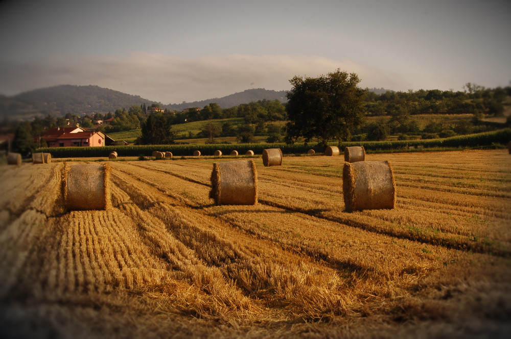 paglia piemontese