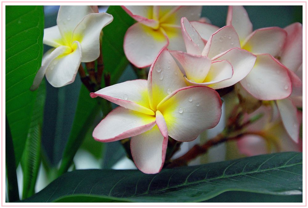 Pagodenbaum ( Frangipani)