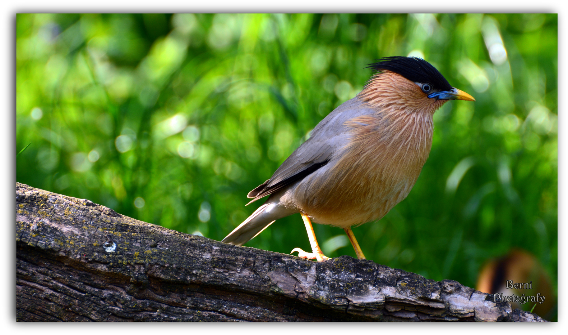 Pagodenstar (Sturnus pagodarum)