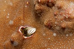 Paguritta Einsiedlerkrebs