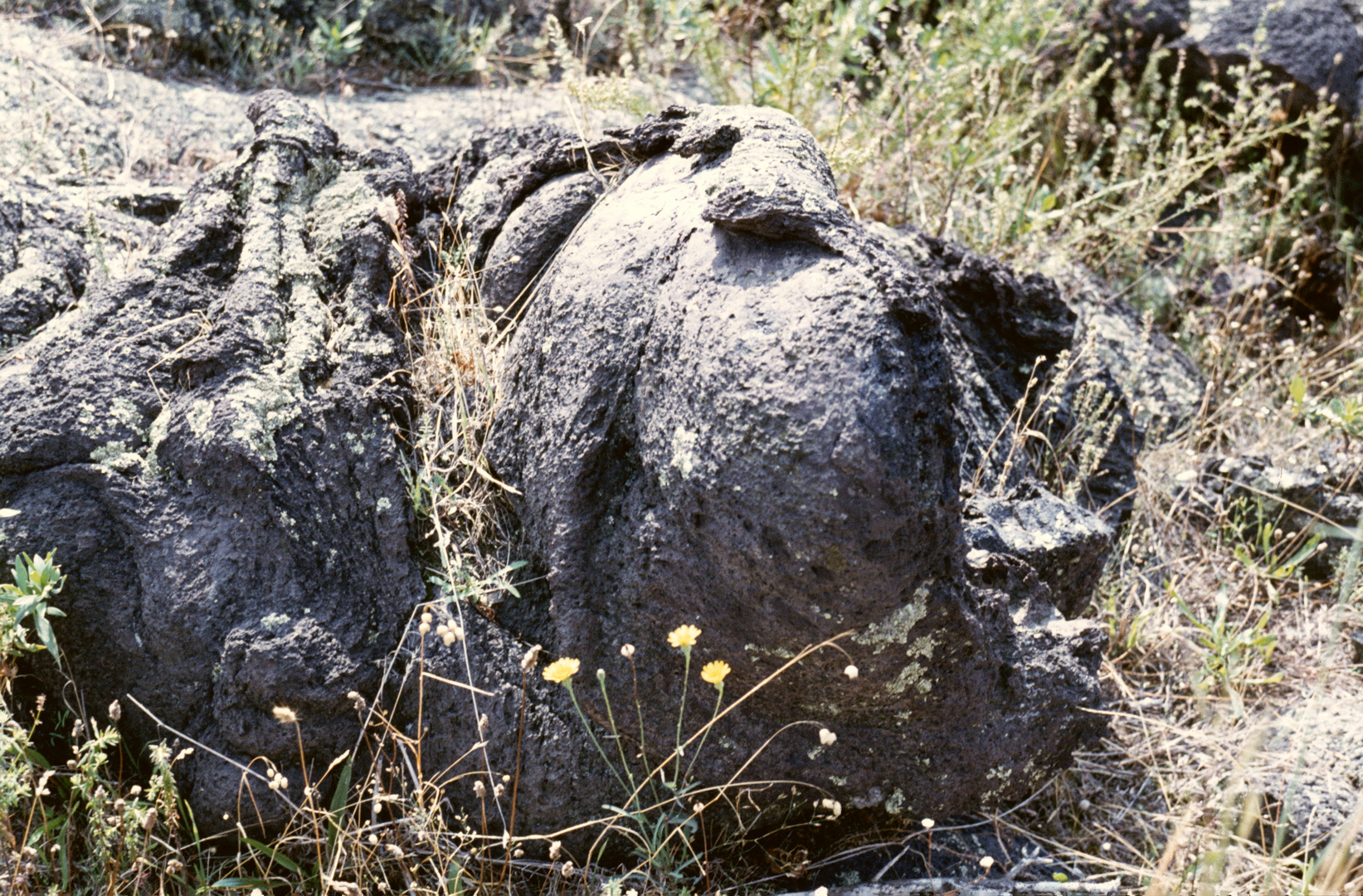 Pahoehoe-Lava des Vesuv