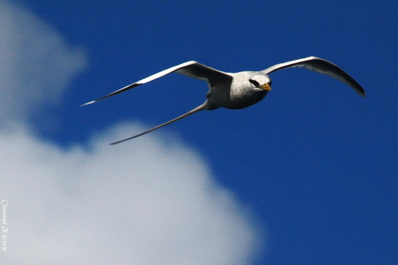 Paille en queue photo et image animaux, animaux sauvages, oiseaux