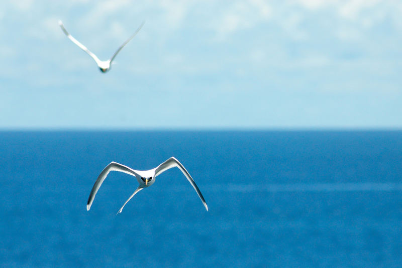 Paille en queue photo et image paysages, nature Images