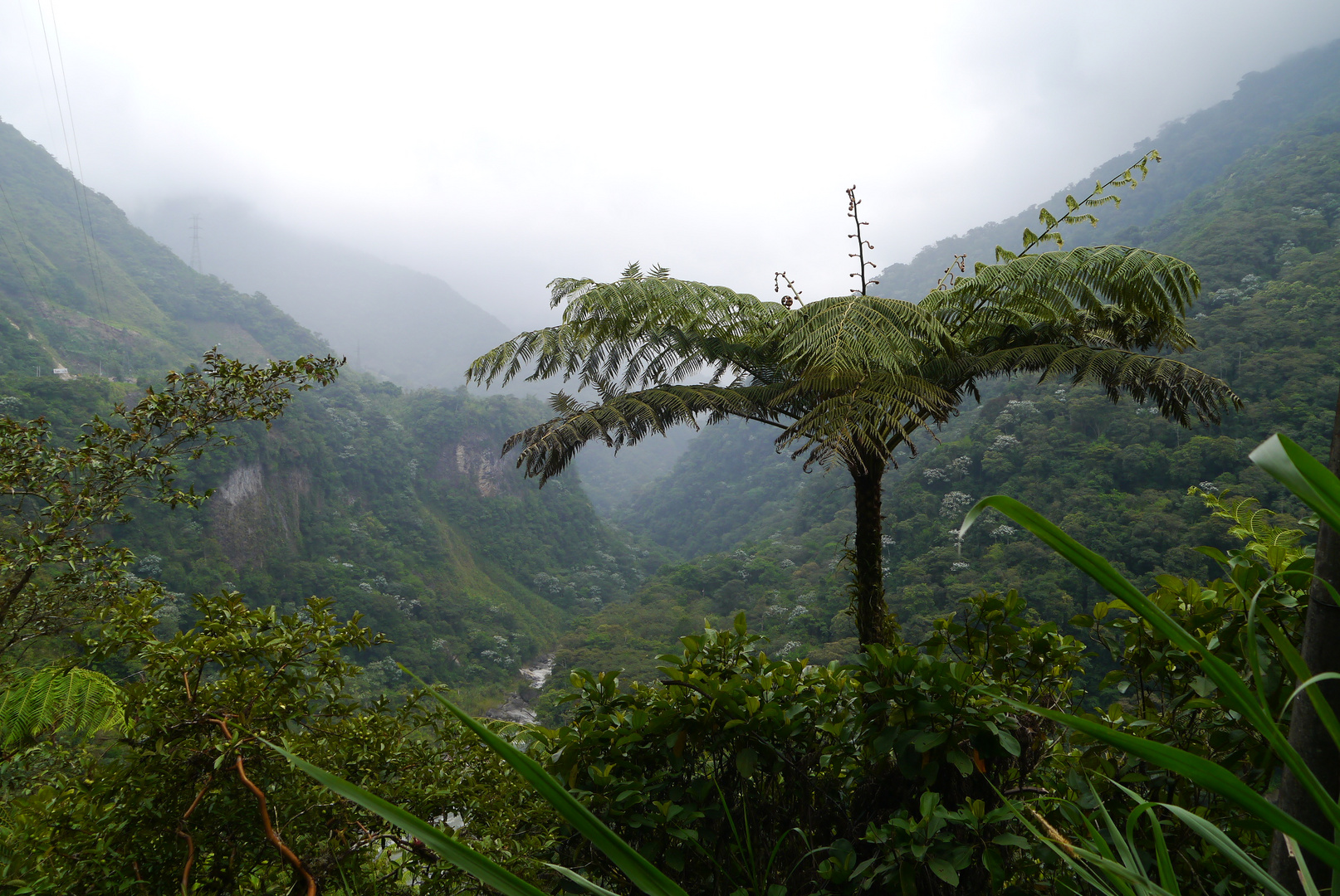 Pailon del Diablo, Ecuador - Baumfarn