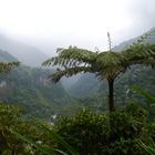 Pailon del Diablo, Ecuador - Baumfarn