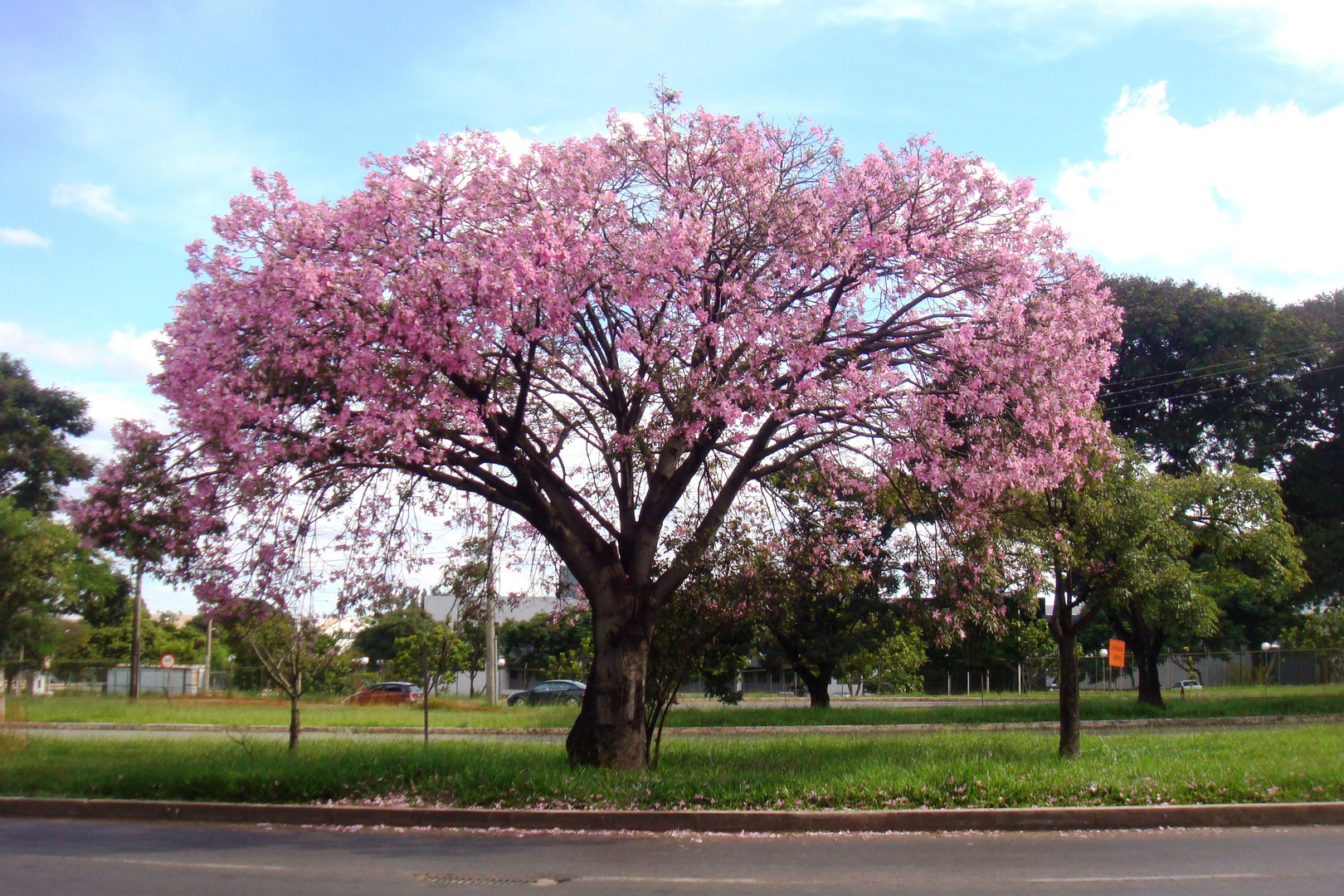 Paineiras de Brasília