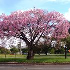 Paineiras de Brasília