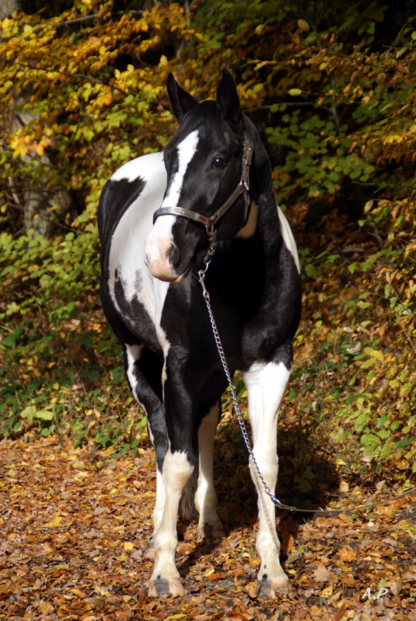 Painhorse im Herbstwald