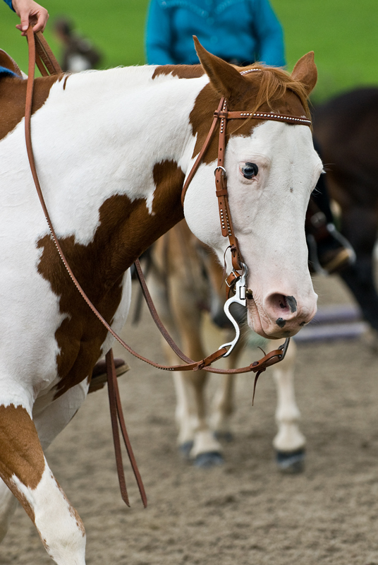 Paint Horse