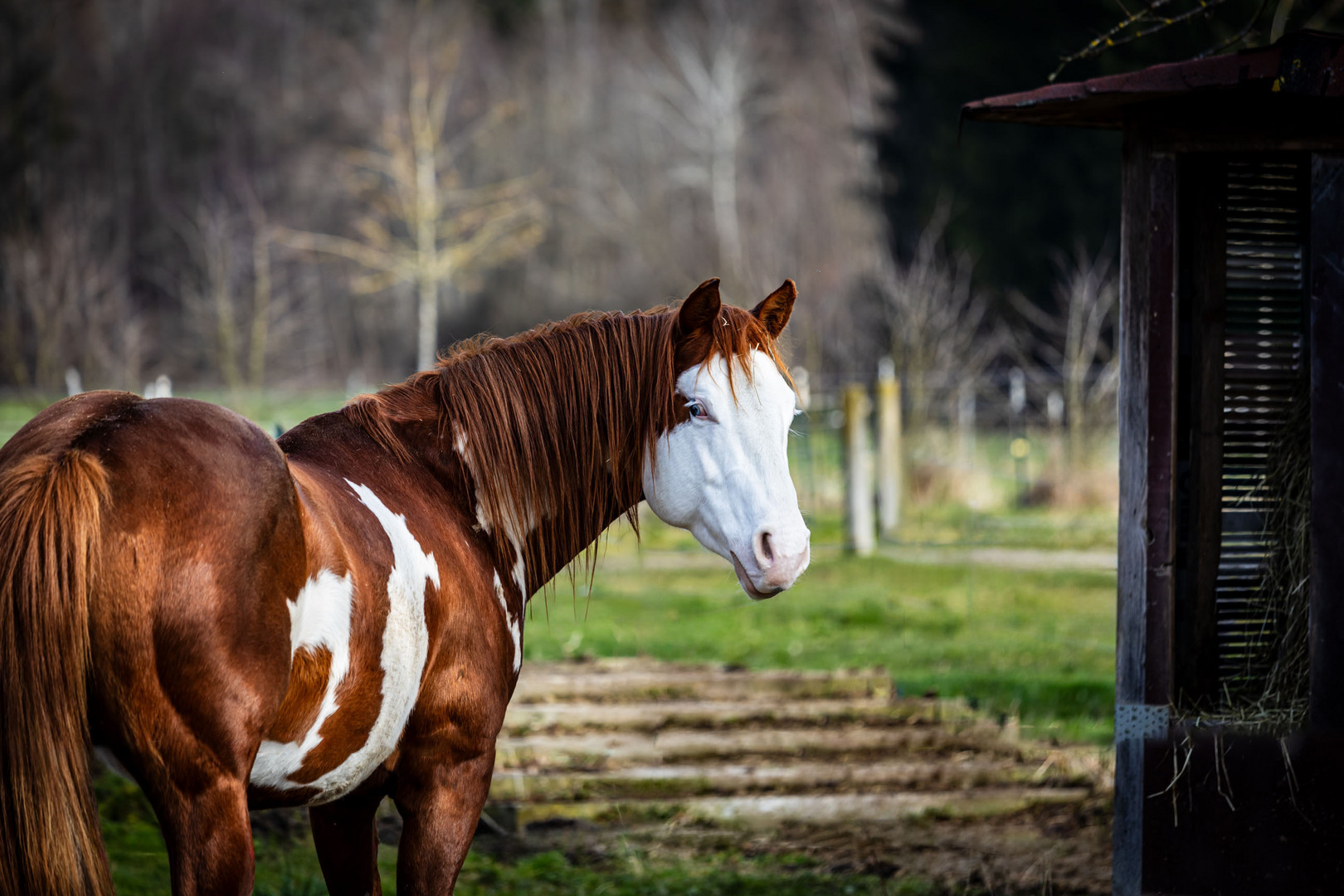 Paint Horse