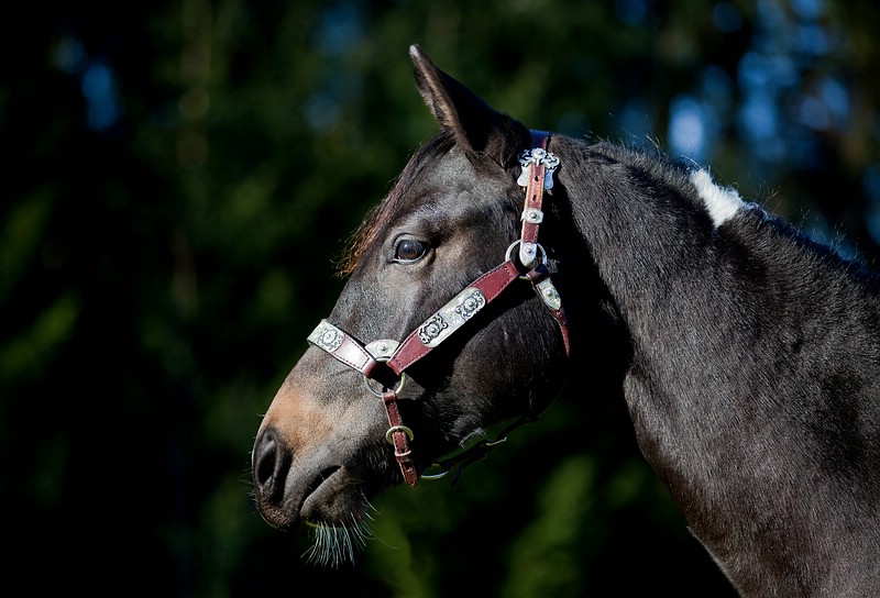 Paint Horse