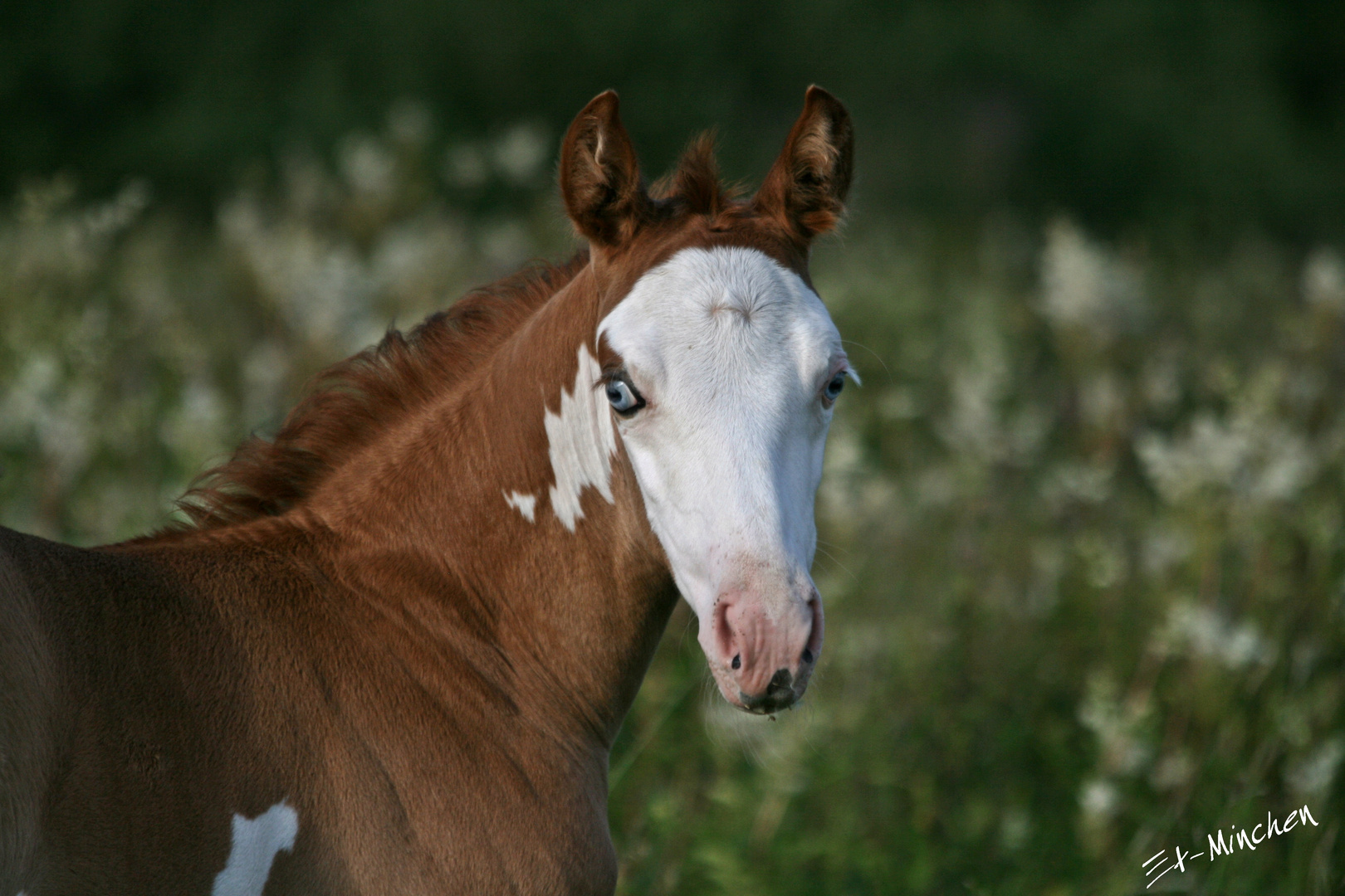 Paint Horse Fohlen