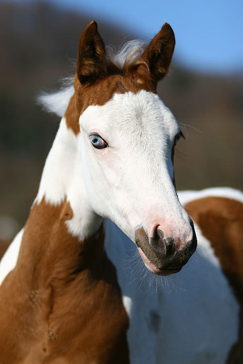 Paint Horse Fohlen