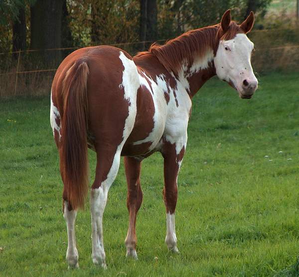 Paint Horse Hengst - Leos Mr Blue Max