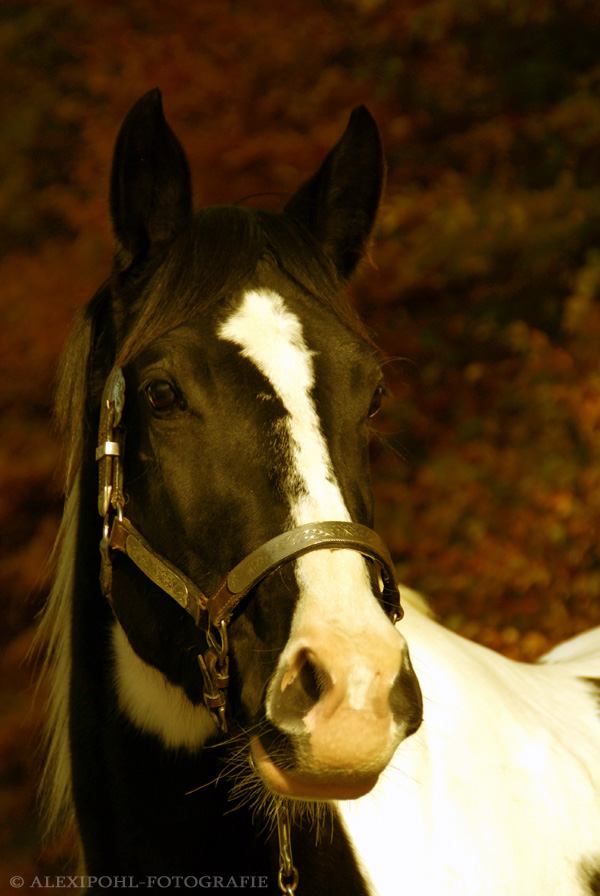 Paint Horse in Pose :-)